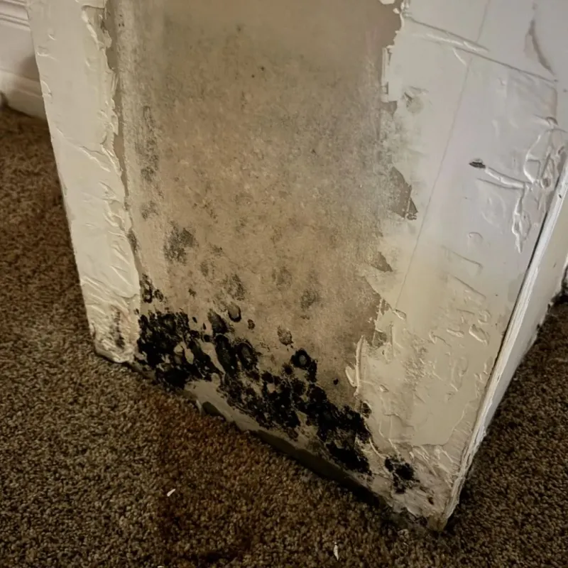 Professional Mold Removal in Wallis, TX